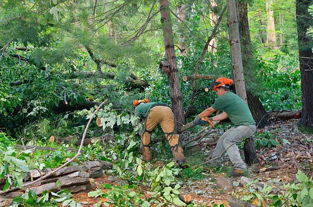 Best Dead Tree Removal  in Inez, TX